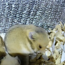 ゴールデンハムスター　シマ模様