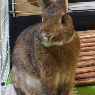 ネザーの男の子です