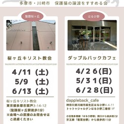 東京都多摩市聖蹟桜ヶ丘にて保護猫譲渡会開催