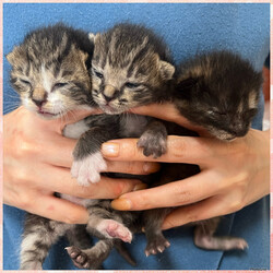 保護ねこ譲渡会in周南市