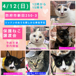 保護ねこ譲渡会in防府市新田