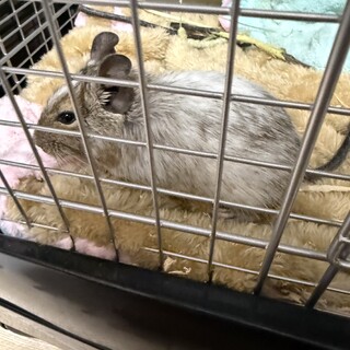 デグー オス 三ヶ月