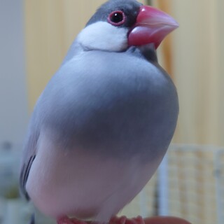 シルバー文鳥の男の子です