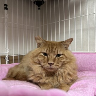 〝ガーフィールド君〟です♪