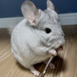 チンチラ　パイド(ホワイトモザイク)男の子里親募集