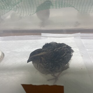 並うずら二羽　2026.1.14生