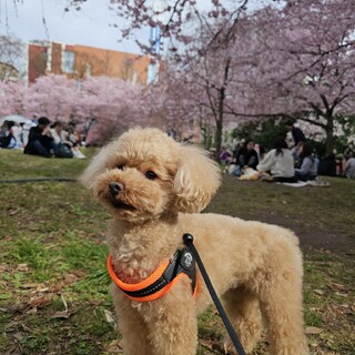 トイプードル メス