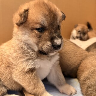 日本犬（北海道犬×紀州犬）仔犬