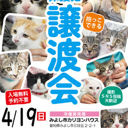 おとなねこ15～20匹★みよし市