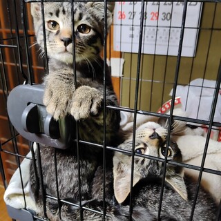 3ヶ月の子猫兄弟