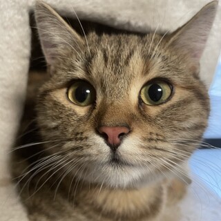 家庭の事情により飼い続けることが難しくなりました