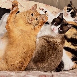 仲良しで甘えん坊な男の子２匹と女の子１匹です