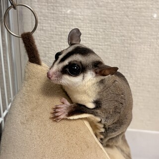 フクロモモンガの里親募集