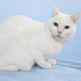 犬みたいな大型白猫『しろまる君』２歳