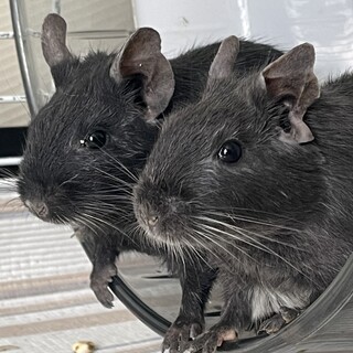 デグー ブラック、シルバー︎︎ ︎︎ ♀2匹