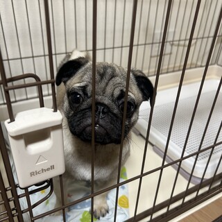 パグ元気いっぱい5カ月の男の子