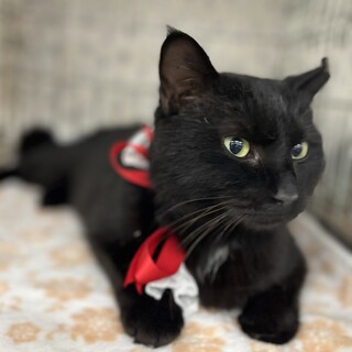 ハンデ　トラばさみで片指失う黒猫☆ルナちゃん