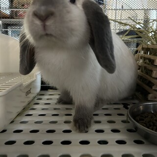 ロップイヤー(オス）白×黒2匹