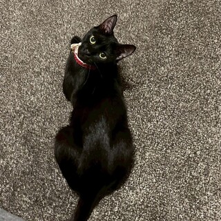 キラキラお目目♥なでてアピール♡うたちゃん