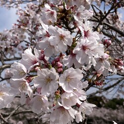お花って・・いいものですね