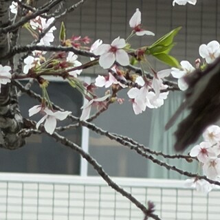 それでも人間信じます。キジシロ天使のつむぎくん