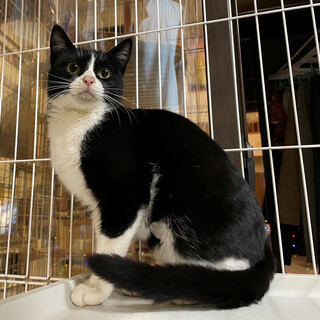 可愛いハチワレの女の子