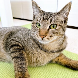 小さな身体の元気っ子　加賀♀