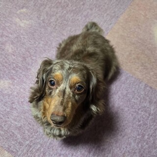 ちょっぴりお転婆で甘えん坊なダックス琴ちゃん