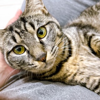 おてんばな黒キジ女子　掖玖（やく）♀