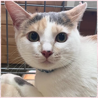 譲渡会参加★三毛猫みいちゃん避妊済