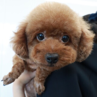 明るい性格のトイプードル(5歳)女の子