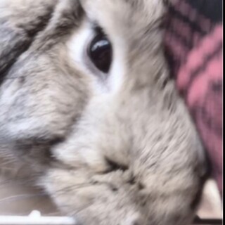 イヤーロップおめめくりくりなかまってちゃんです！