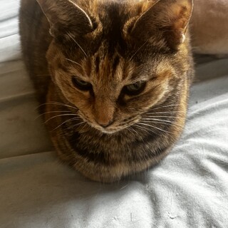 おっとりした性格の猫ちゃん