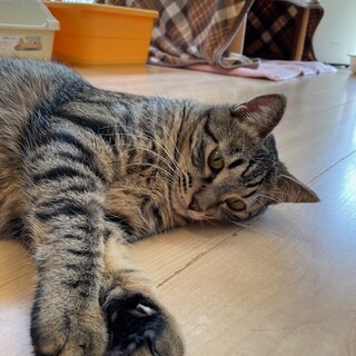 可愛い！カッコいい！カレー君！