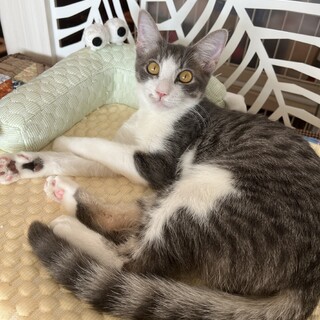 【 グレー系美少女マイペース甘えん坊