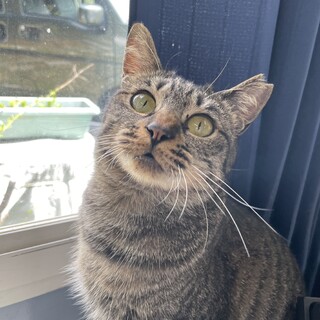 コロコロ可愛いキジトラの女の子