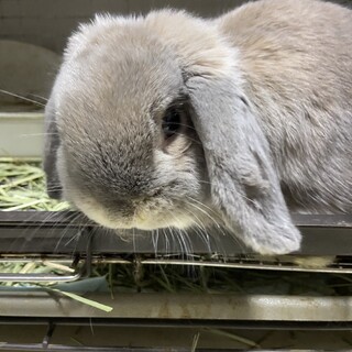 ホーランドロップ1歳の女の子