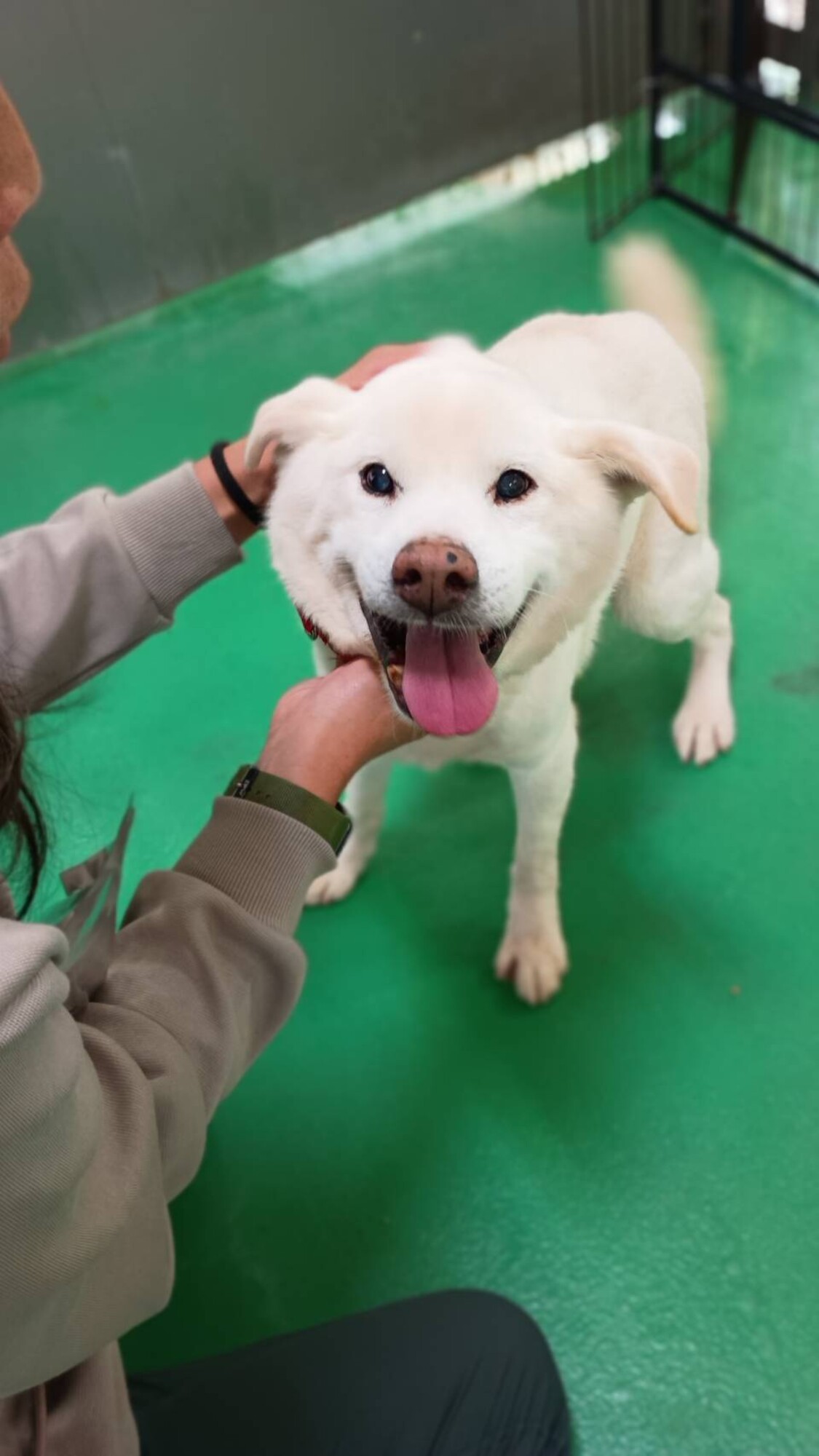 「SHIROくんの家族募集...」長崎県 - 犬の里親募集(538498) :: ペットのおうち【里親決定30万頭！】
