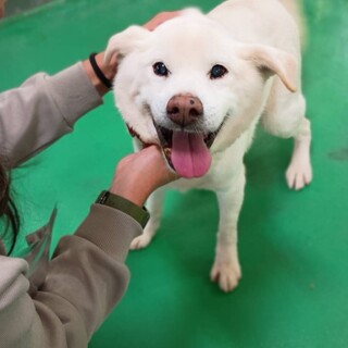 SHIROくんの家族募集【保健所収容】