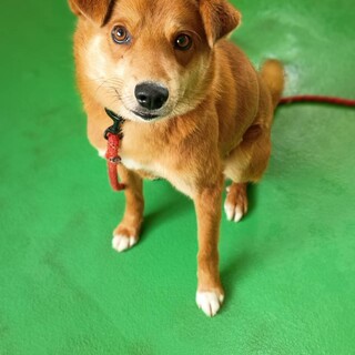 キューちゃんの家族募集【保健所収容】