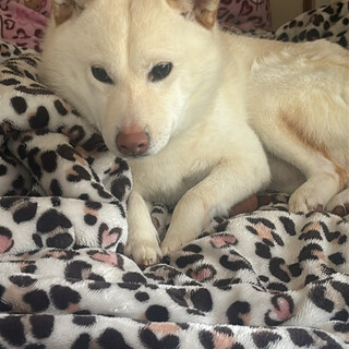 散歩大好きな柴犬の男の子