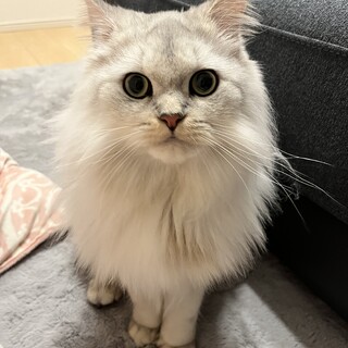 大事にしてくださる方にお譲りします。