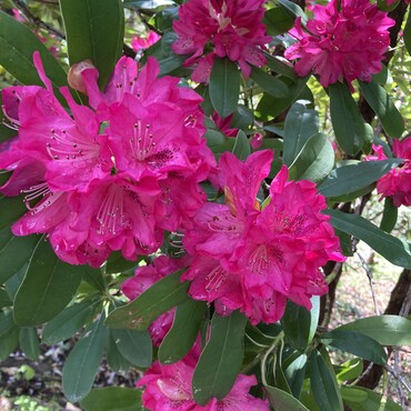 しゃくなげ　綺麗な色で癒される