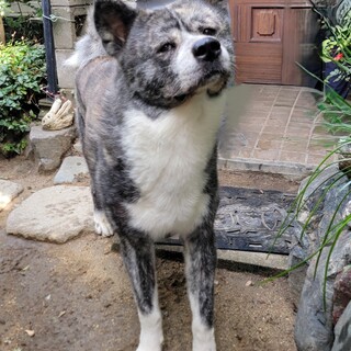 虎毛秋田犬のオス5歳大人しい性格です。