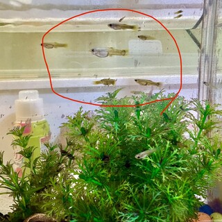 グッピーの稚魚、里親募集中！