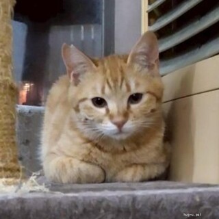 ちょっとシャイでも抱っこもできるとらさぶろう