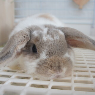 ホーランドロップ　メス　1歳半　純血