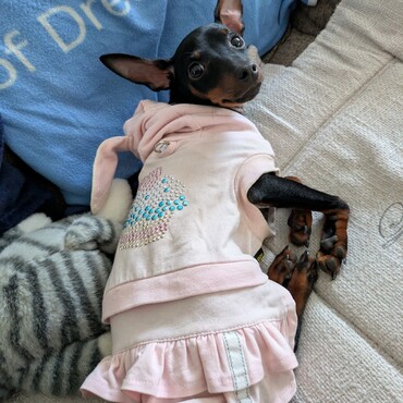 ピンちゃんの写真