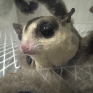 フクロモモンガ メス 0～1歳 