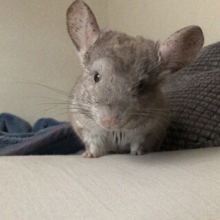 チンチラ（小動物）里親募集